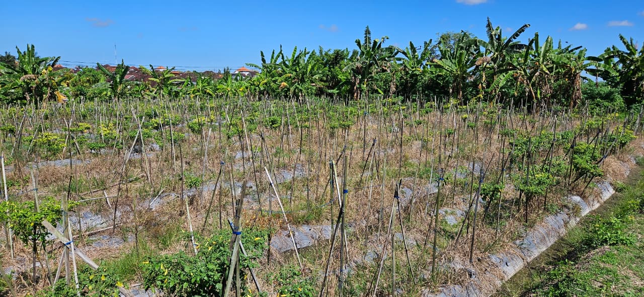 Mengwi,Bali,Indonesia,Land,MLS ID 2535