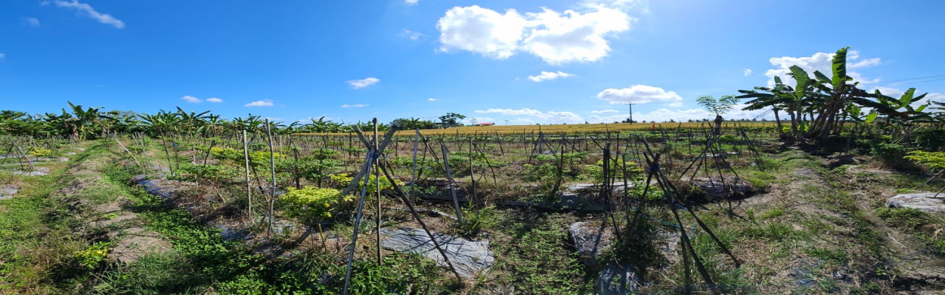 Mengwi,Bali,Indonesia,Land,MLS ID 2535
