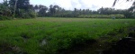 Jembrana,Bali,Indonesia,Land,MLS ID 2558