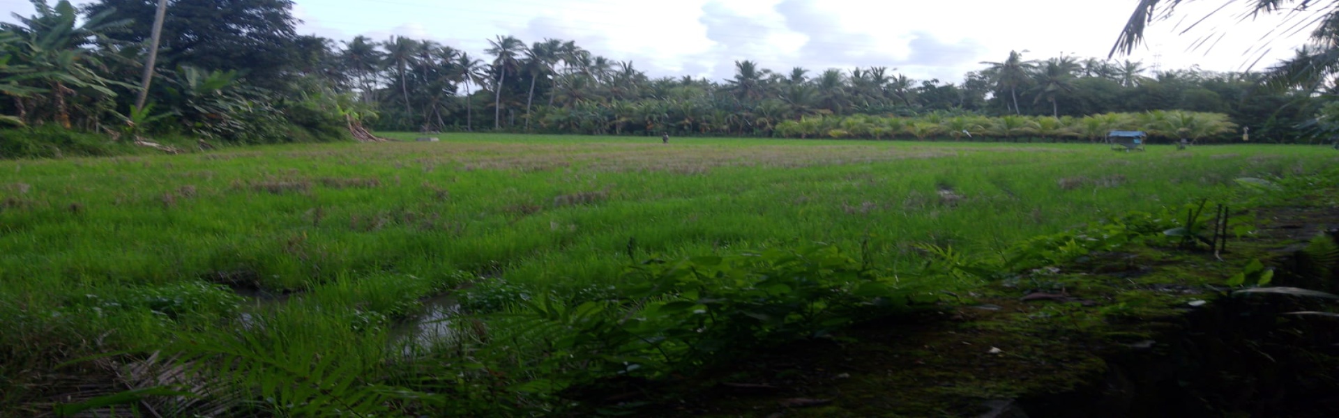 Jembrana,Bali,Indonesia,Land,MLS ID 2558