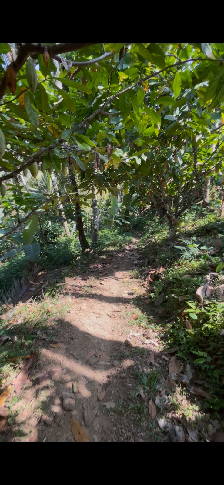 Tabanan,Bali,Indonesia,Land,MLS ID 2726