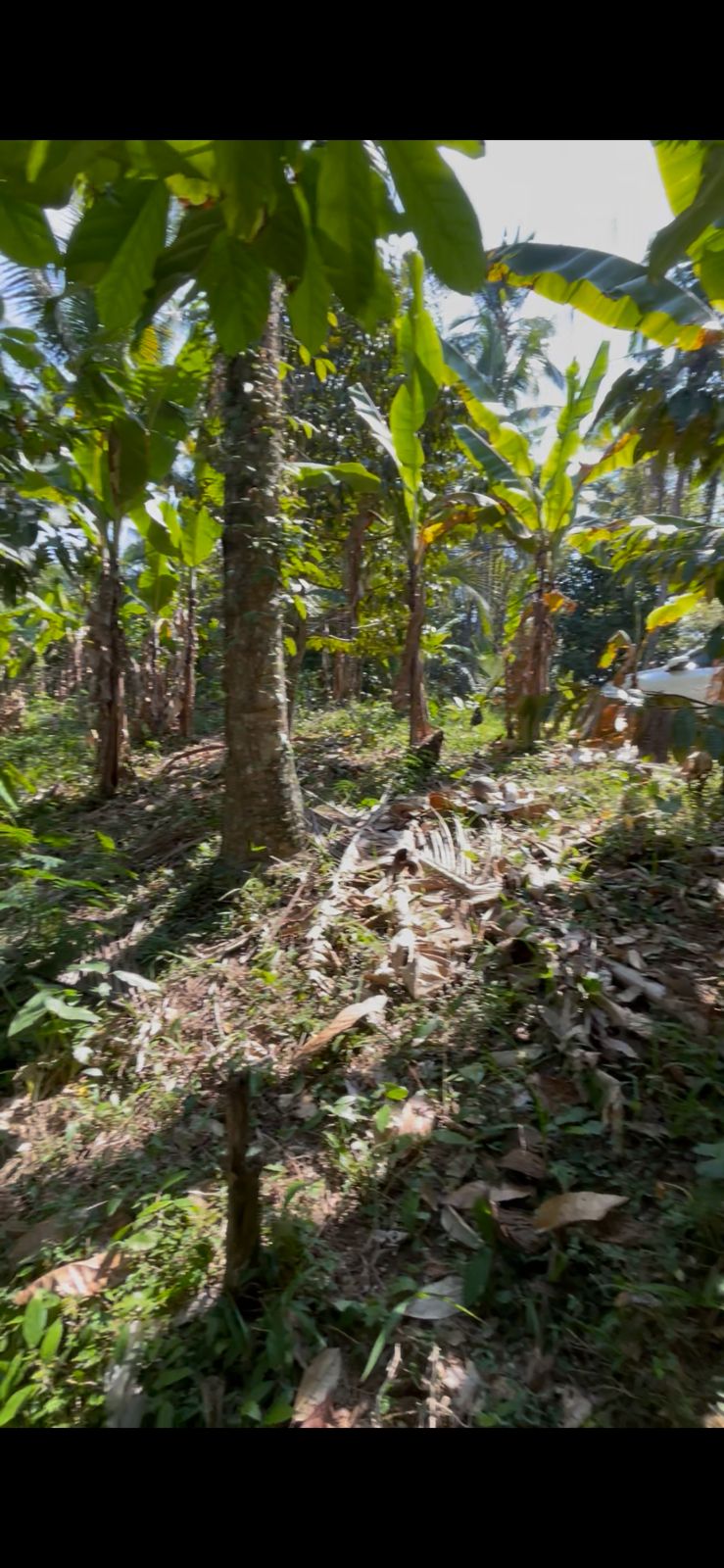 Tabanan,Bali,Indonesia,Land,MLS ID 2726