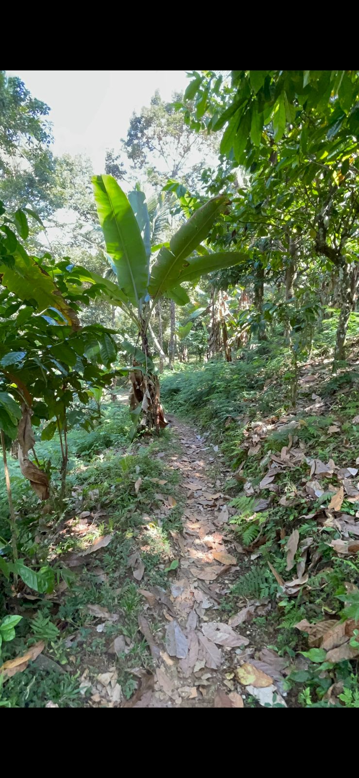 Tabanan,Bali,Indonesia,Land,MLS ID 2726