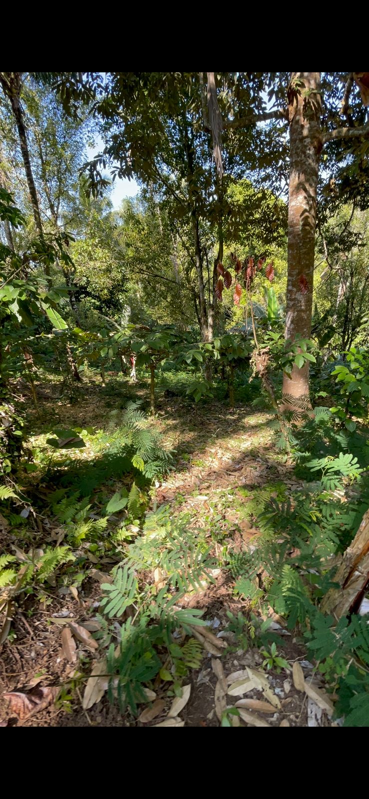 Tabanan,Bali,Indonesia,Land,MLS ID 2726