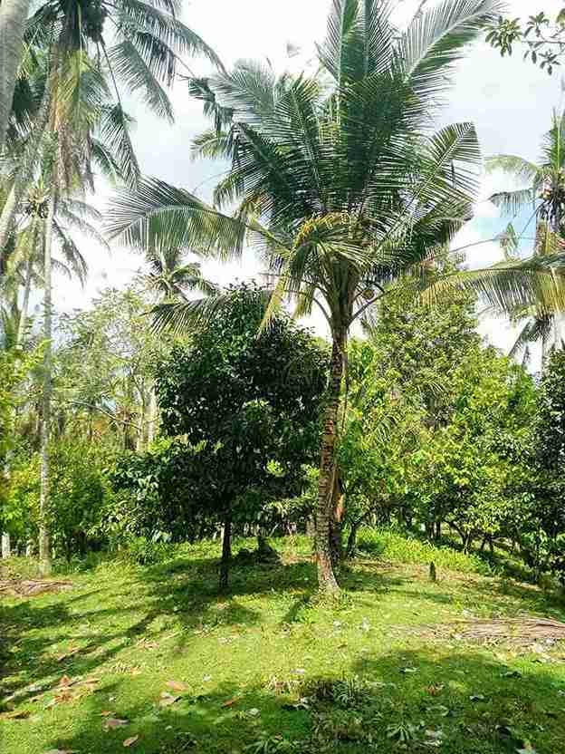 Tabanan,Bali,Indonesia,Land,MLS ID 2749
