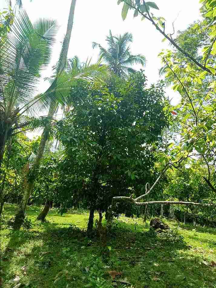 Tabanan,Bali,Indonesia,Land,MLS ID 2749