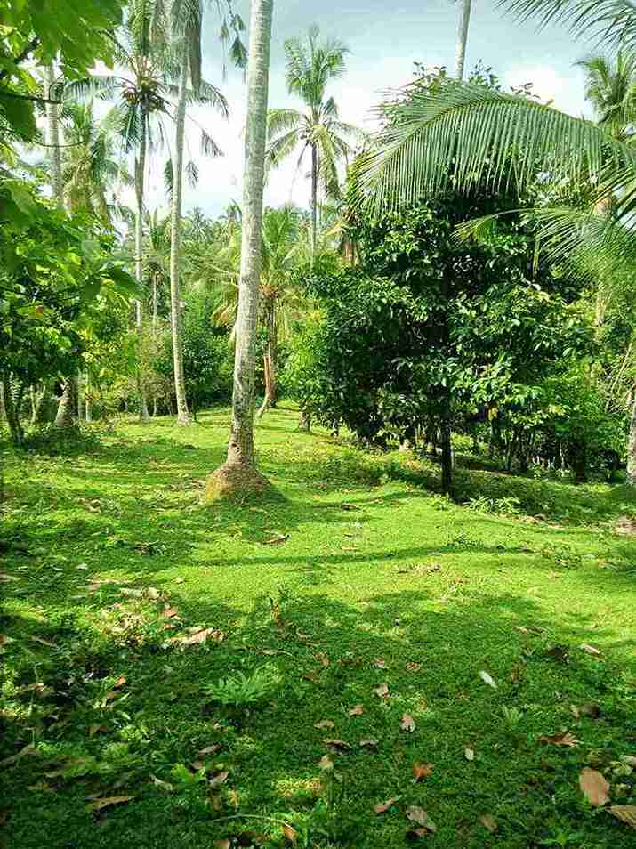 Tabanan,Bali,Indonesia,Land,MLS ID 2749