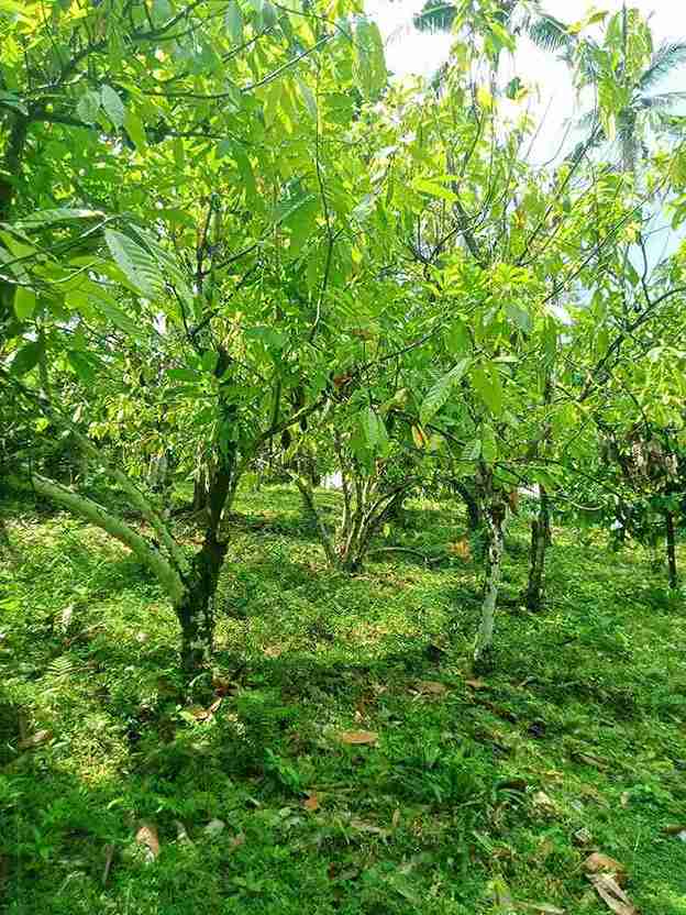 Tabanan,Bali,Indonesia,Land,MLS ID 2749