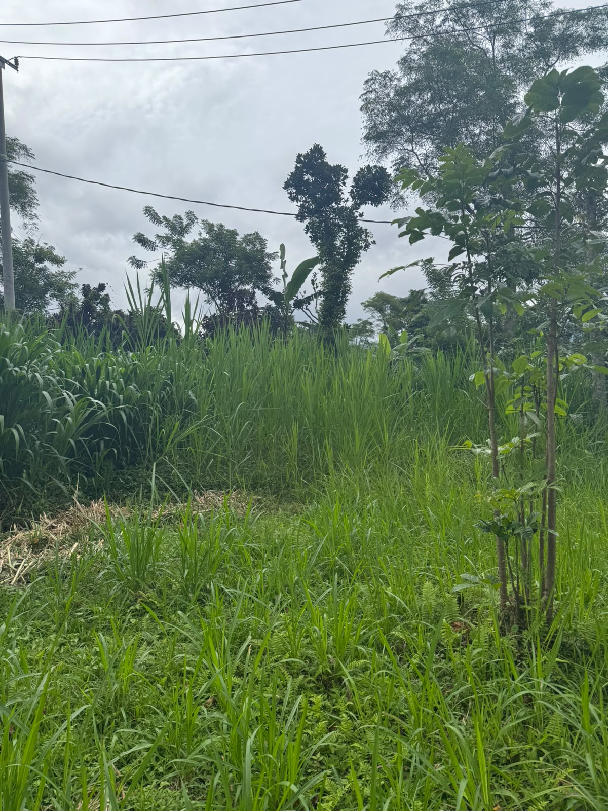 Bali,Indonesia,Land,MLS ID 2759