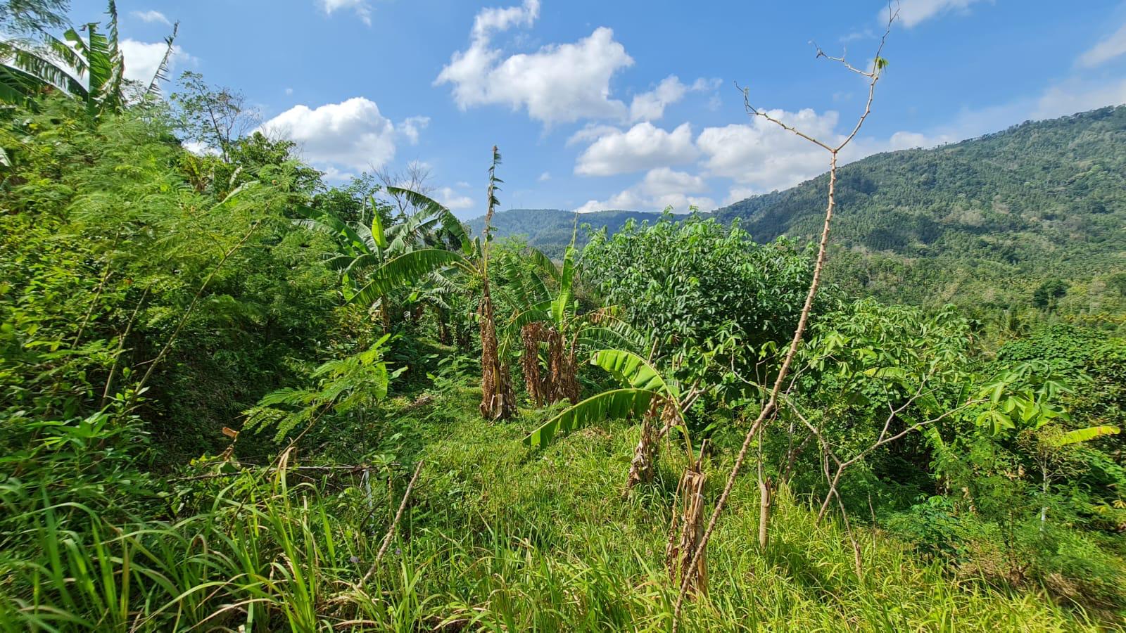 Buleleng,Bali,Indonesia,Land,MLS ID 2769