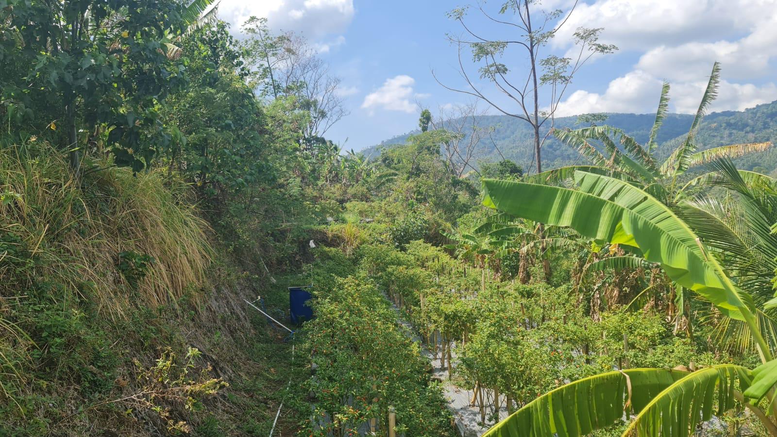 Buleleng,Bali,Indonesia,Land,MLS ID 2769